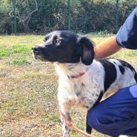 VORTEX, chien à adopter