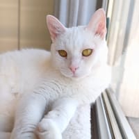 Bianca, chatte à adopter