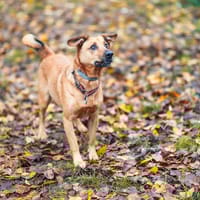 Luki, pies do adopcji