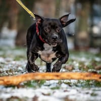 Pablo, pies do adopcji