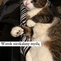 Jagienka, kotka do adopcji