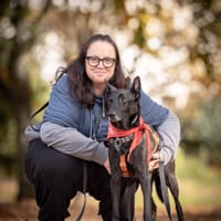 Armin, pies do adopcji