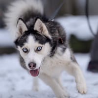 Gigi, suczka do adopcji