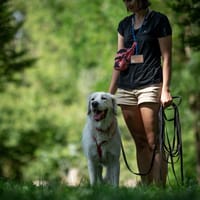 Lotek, pies do adopcji