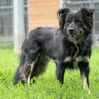 Kale, pies do adopcji