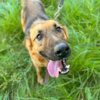 Barry, pies do adopcji