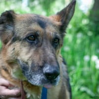 Nora, suczka do adopcji