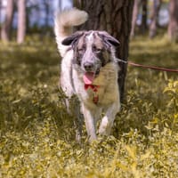 Amigo, pies do adopcji