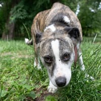 Makina, suczka do adopcji