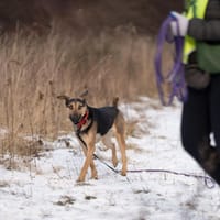 Dubaj, pies do adopcji