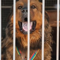 Wookiee, pies do adopcji
