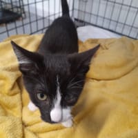 Lesio, kot do adopcji