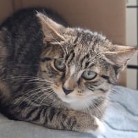 Hultaj, kot do adopcji