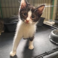 Midi, kot do adopcji
