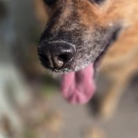 Mozart, pies do adopcji