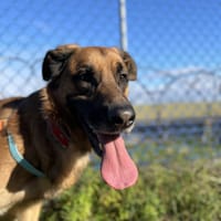 Ares, pies do adopcji