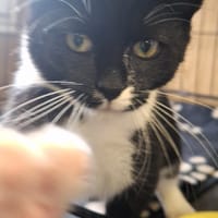 Inko, kot do adopcji