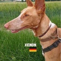 Xenon - Bildschöner Podenco, Hund zur Adoption