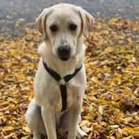 Mia - verschmust und kuschelbedürftig, Hündin zur Adoption