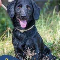 Beni SI, klug und neugierig, Hund zur Adoption