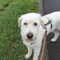 Luben - Wuschelkopf mit Herz, Hund zur Adoption