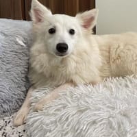 Timm SR, freundlich, etwas schüchtern, Hund zur Adoption