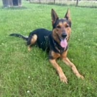 Robby, Hund zur Adoption