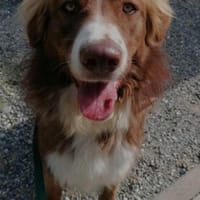 Aramis - lernwillig und wachsam, Hund zur Adoption