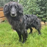 Karell, Hund zur Adoption