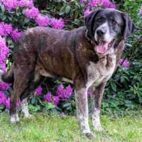 Pongo, Hund zur Adoption