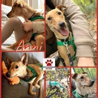 kleine süße Anni sucht eine Familie, Hündin zur Adoption