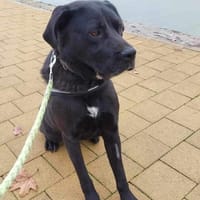 Dorothy, sehr liebes Mädchen, Hündin zur Adoption