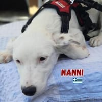 Nanni - lebhafte, süße Fellnase, Hündin zur Adoption