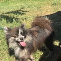 Railey ❤, Hund zur Adoption