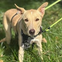 SMIORCHI - verspielter lieber Kerl, Hund zur Adoption