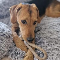 Cindy sucht eine neue Familie, Hündin zur Adoption