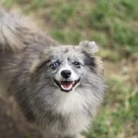 Kaylee ❤, Hündin zur Adoption