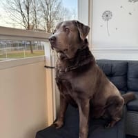 Eddy, Hund zur Adoption