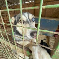 Dakota VA, voller Lebensfreude, Hündin zur Adoption