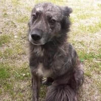 Wer öffnet sein Herz für Camillus?, Hund zur Adoption