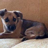 Leo sucht sein Für-Immer-Zuhause, Hund zur Adoption