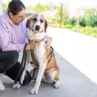 Gilbert wartet schon auf dich, Hund zur Adoption