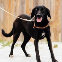❤Hanni...wartet auf ihre Chance, Hündin zur Adoption