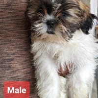 Achtung - Welpenalarm 🍼, Hund zur Adoption