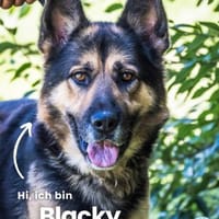 Blacky SI liebevoller Riese, Hund zur Adoption