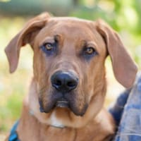 CADILLAC - verspielt&neugierig, Hund zur Adoption