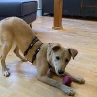 Zuhause gesucht für Hetty, Hündin zur Adoption