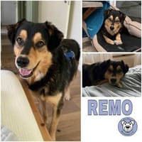 REMO -Lieb & unkompliziert-, Hund zur Adoption