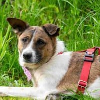 Molly, Hündin zur Adoption