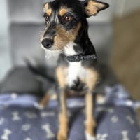 Sandra wartet auf dich, Hündin zur Adoption